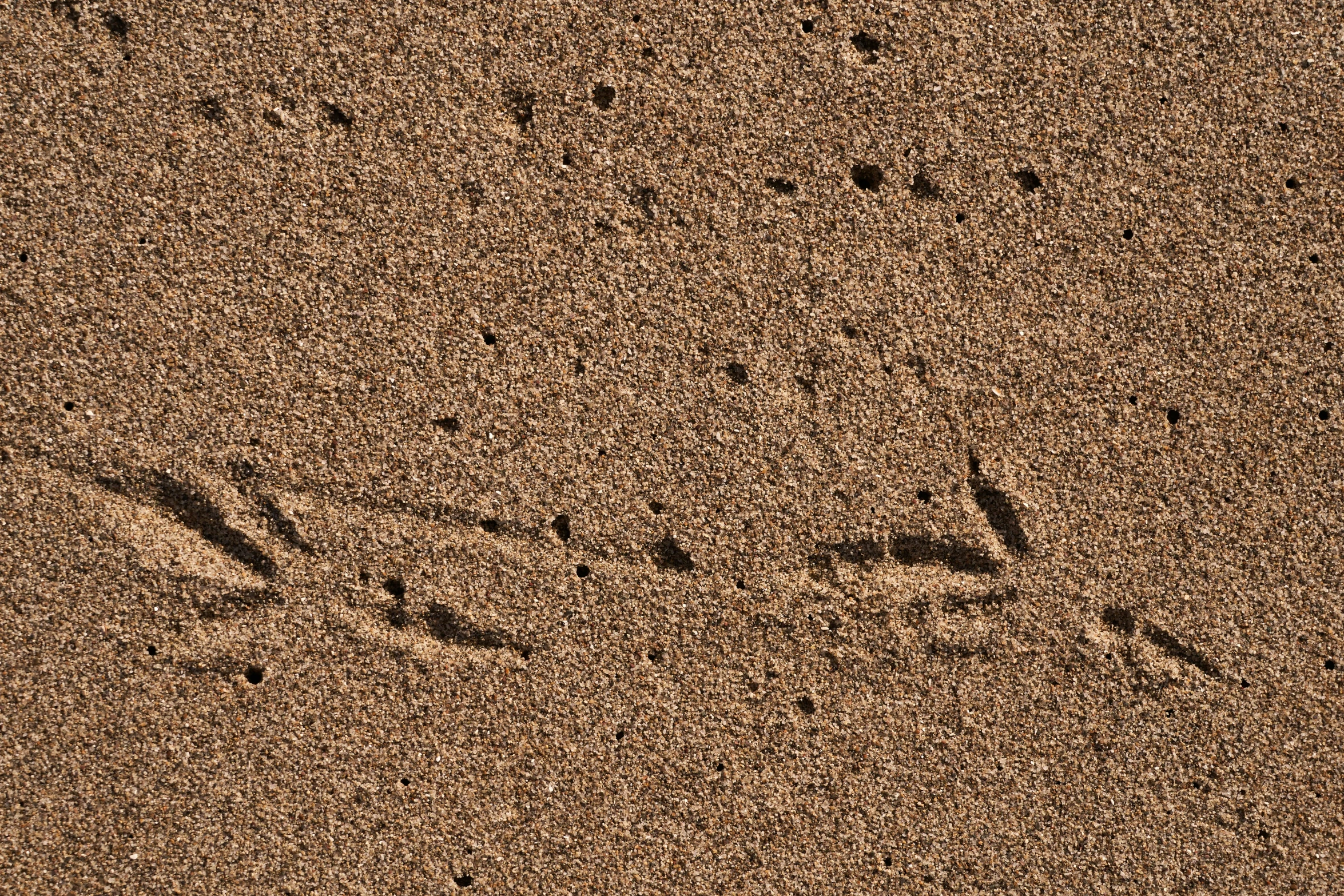 a bird is standing in the sand and footprints