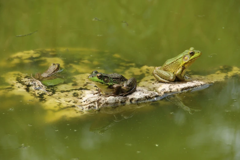 a frog sits on a log while other frog sits on it