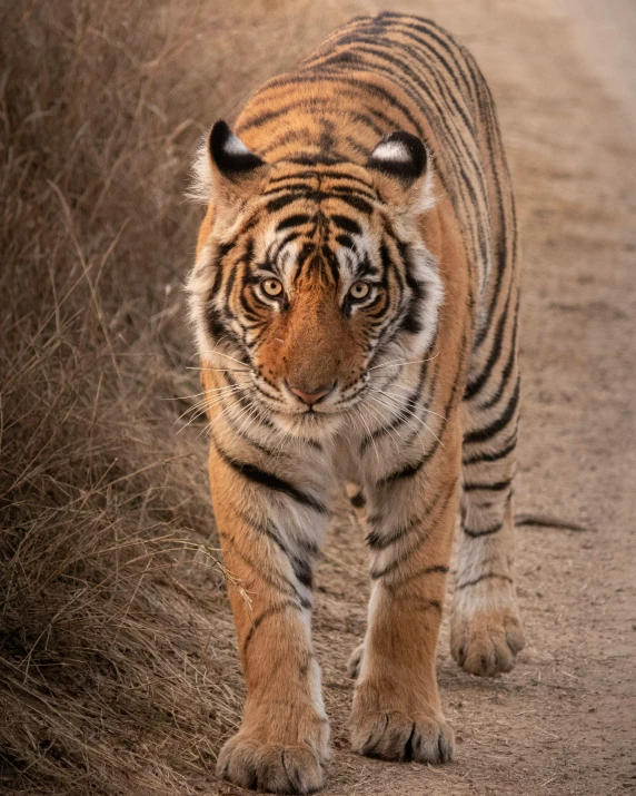 a tiger walking on a dirt road next to brush