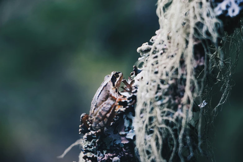 closeup of an insect resting on a tree nch with moss