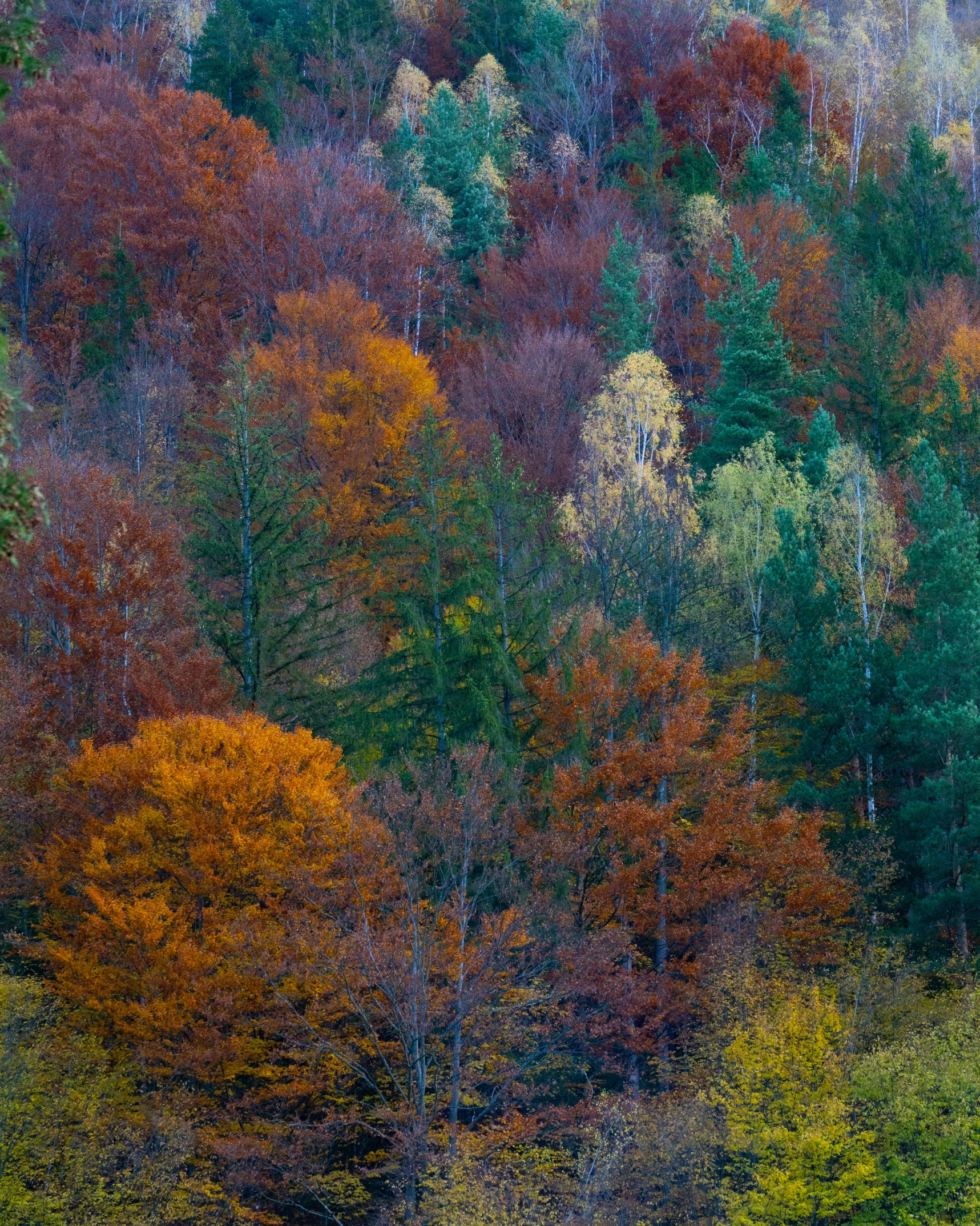colorful autumn trees are standing in a forest