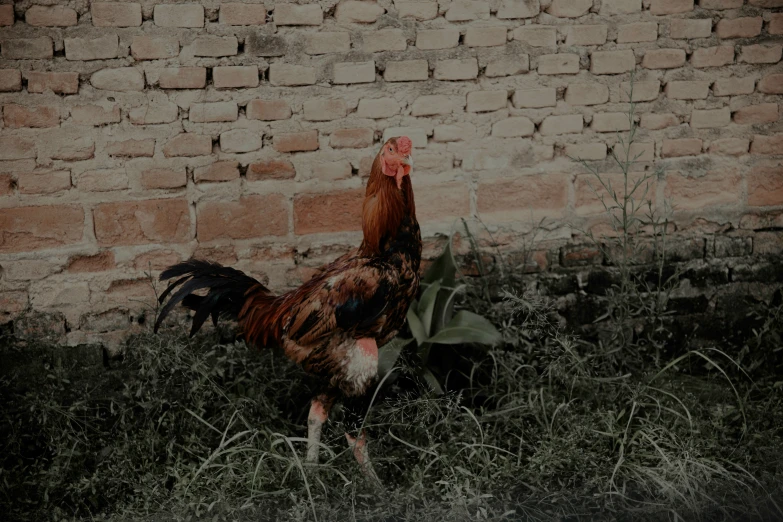 a red rooster is walking in tall grass