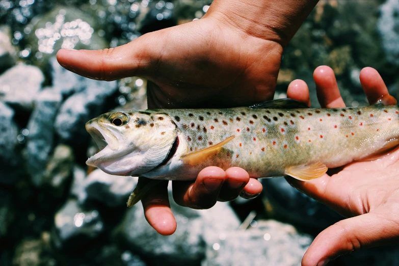 brown and orange fish being held up in the air