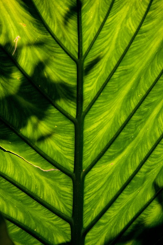 the underside view of a big green leaf