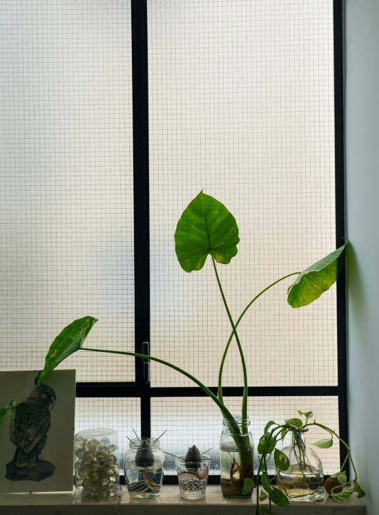 the houseplant is placed near the windowsill