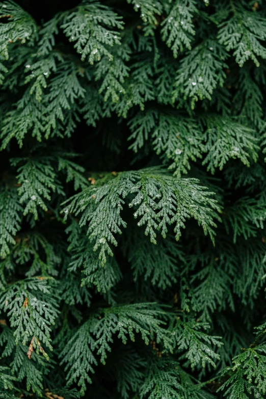 large green nches with some thin little dots on them