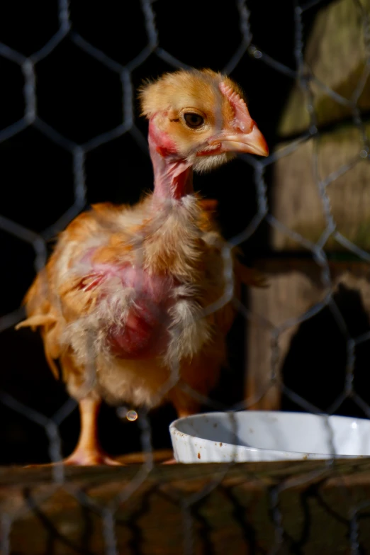 a young chicken with a pink mohawk standing by its food bowl
