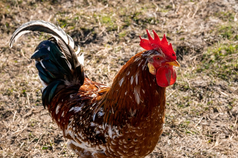 the red rooster with white comb stands in the grass