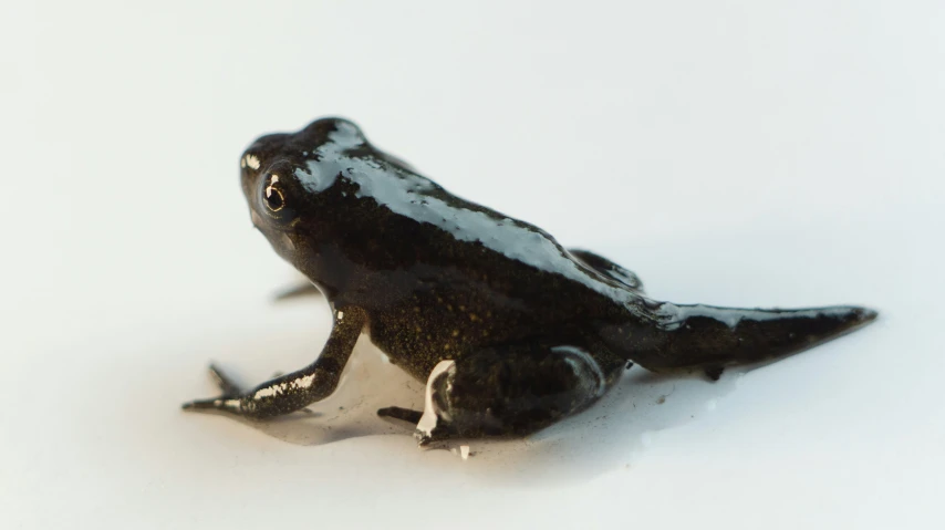 a small black frog that is standing on the ground