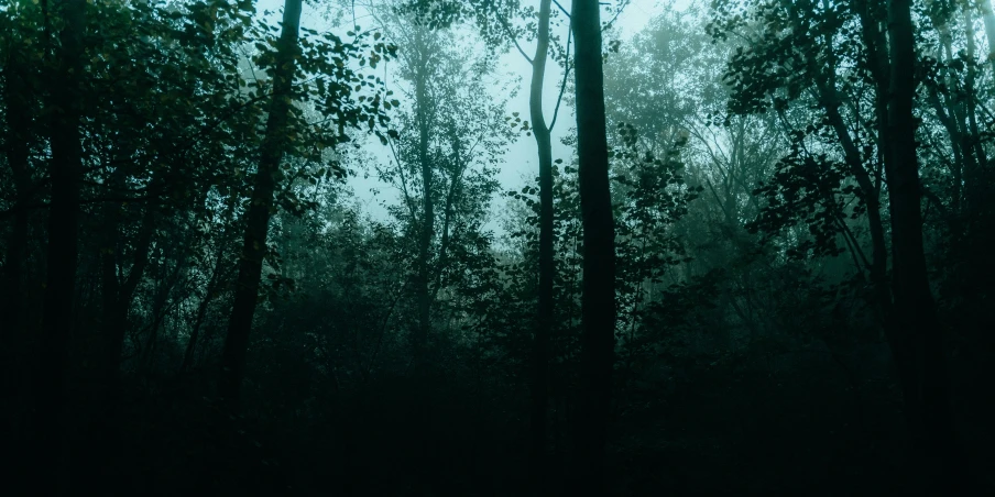 a forest with fog in the trees and several trees