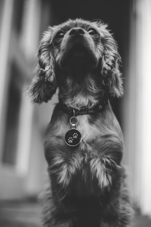 an adorable little puppy sits down looking up