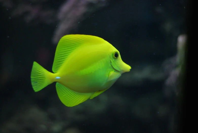 a bright yellow fish is in the water