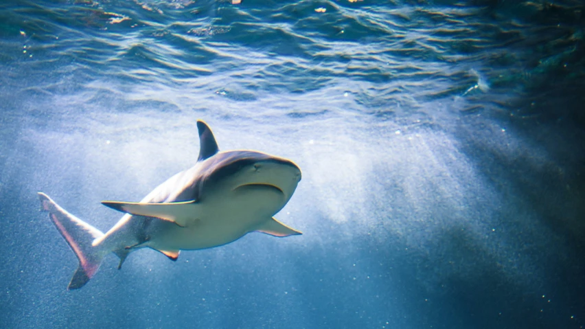 a large hammer shark swimming in the ocean