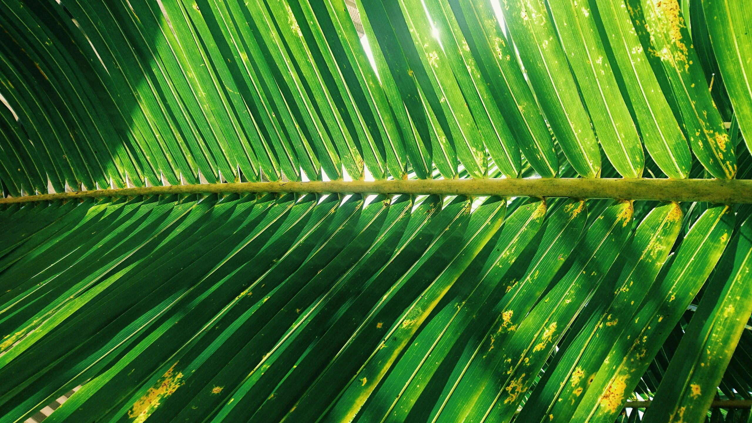 a large green leaf that is on top of a table