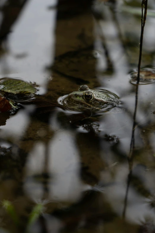 there is a frog that is sitting in the water