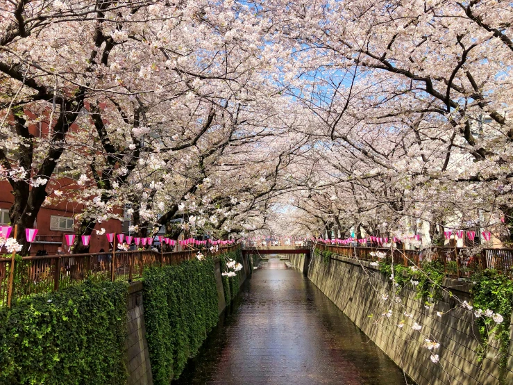 cherry trees are blossoming along the river