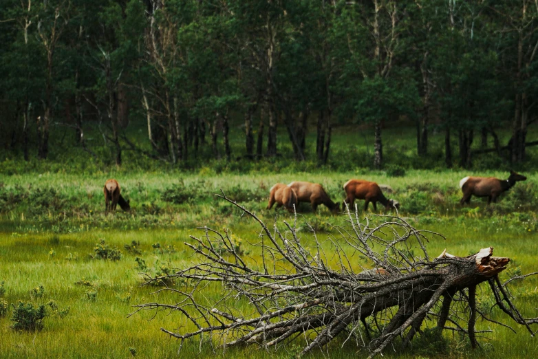 horses in the distance are grazing and eating in a pasture