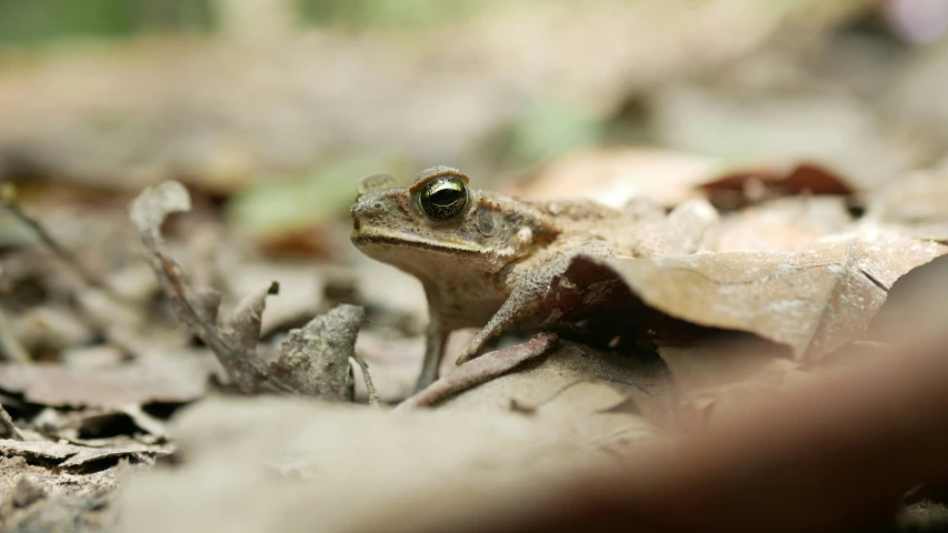 a toad sits in the dirt surrounded by leaves
