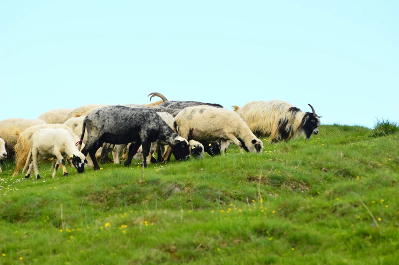 a bunch of sheep standing in a field eating some grass