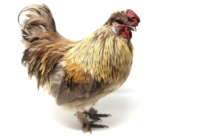 an image of a rooster on a white background