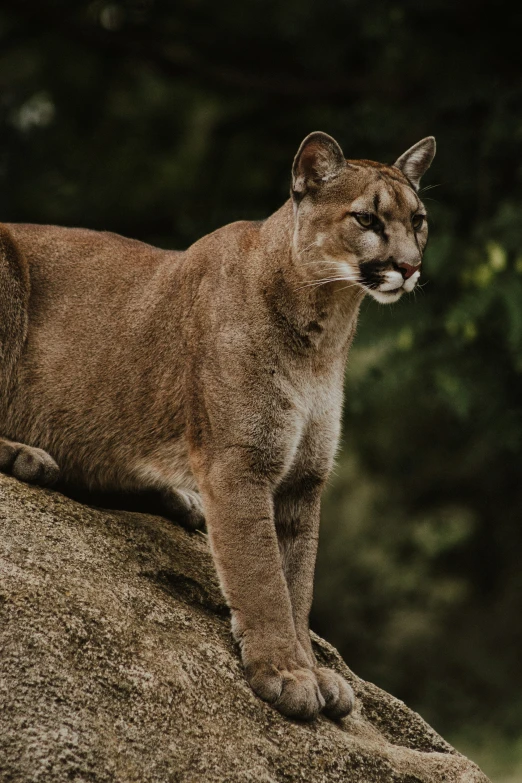 a puma on a rock looking down