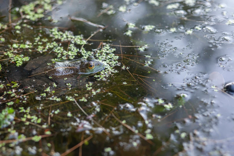 an image of a frog in the pond