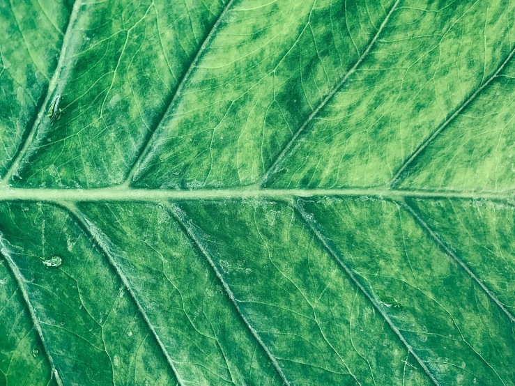 the back side of a leaf showing thin lines and spots of green paint on it