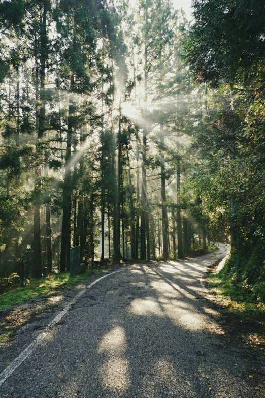 the sun is shining through the trees on the road