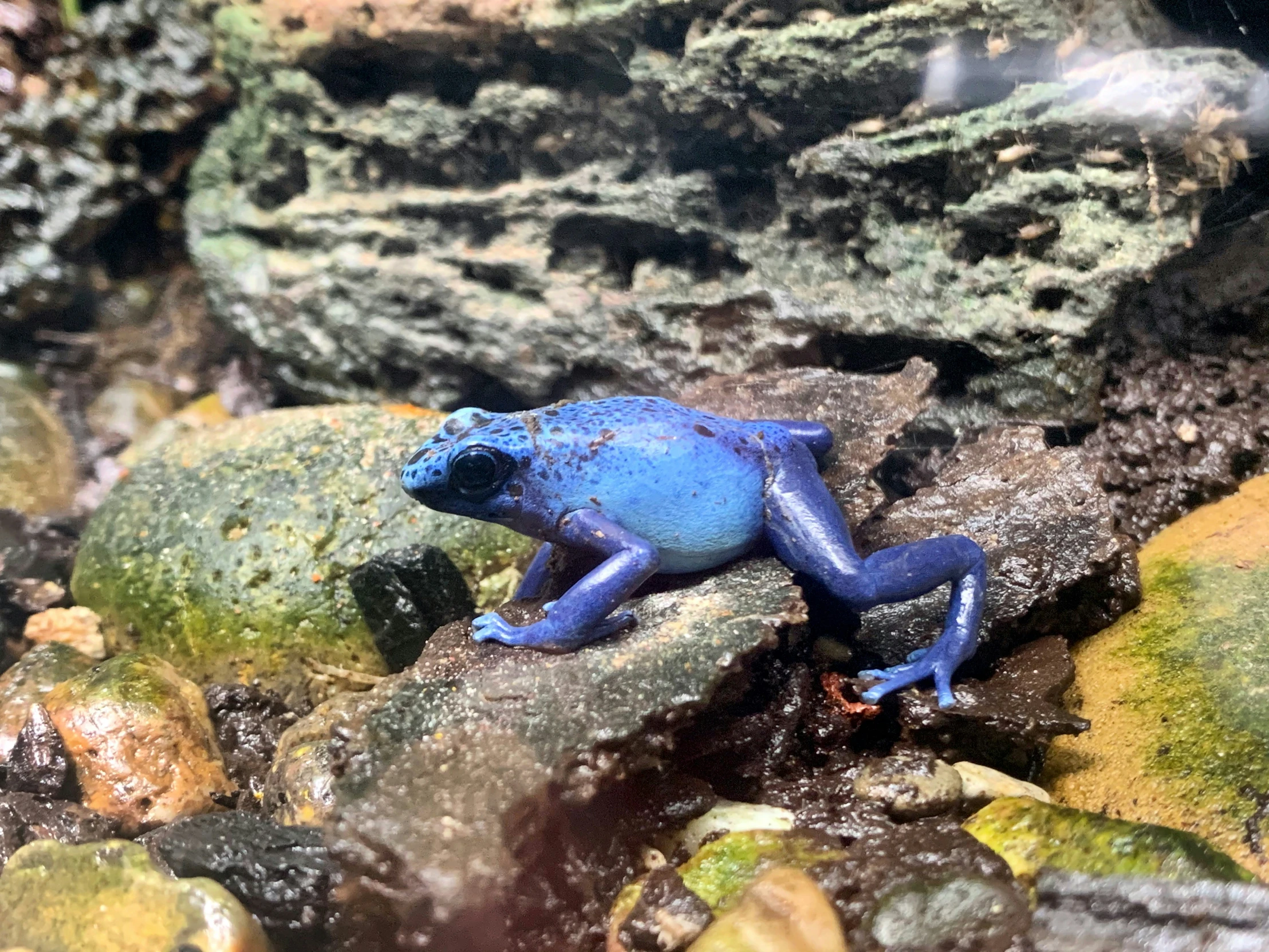 a blue frog with black stripes on his legs sitting on the rock