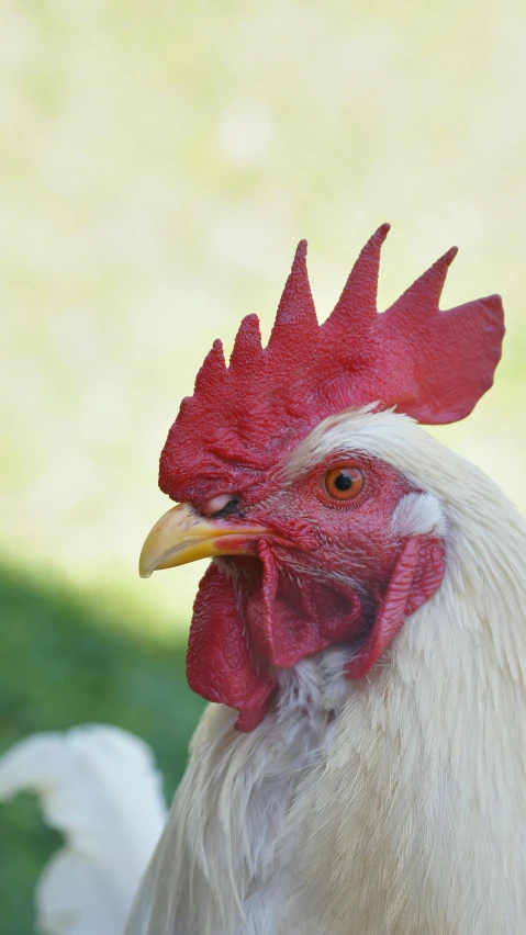 the head and neck of a white rooster