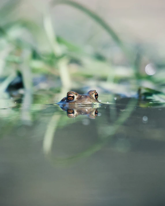 a frog floating on top of a body of water