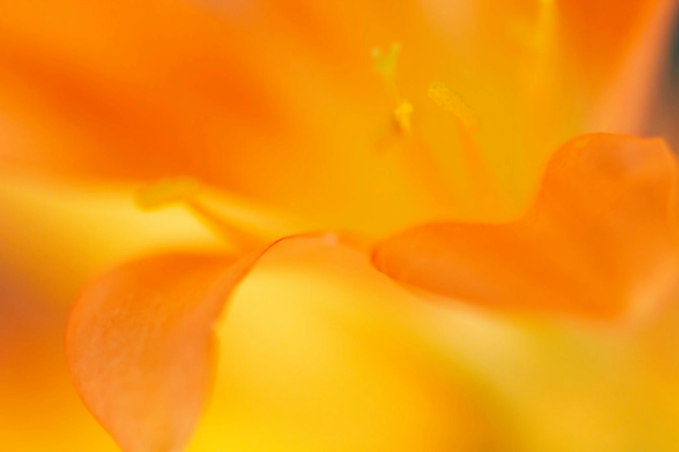 a yellow flower with lots of soft petals