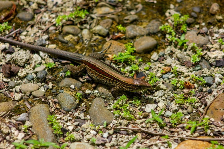 a small lizard lays on the ground