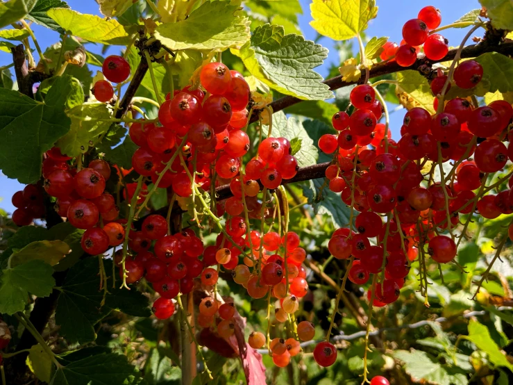 bunches of bright red berries hang from a vine