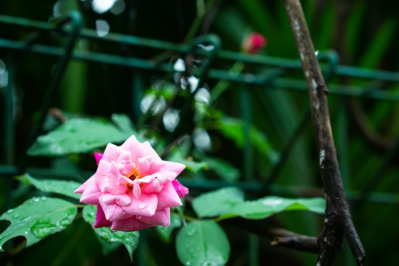 a pink flower sitting next to green foliage on a nch