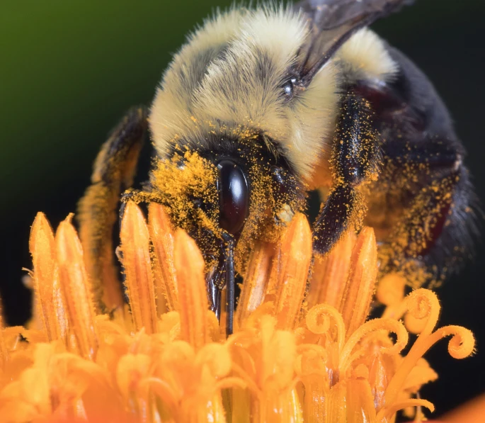 a large bee sitting on top of an orange flower