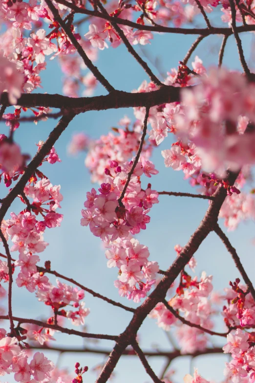 a pink blooming tree in front of a blue sky