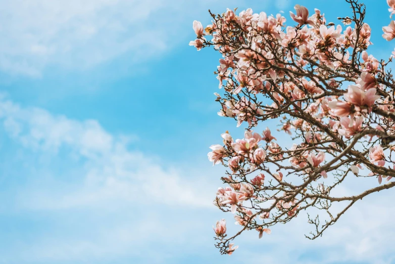 some pink flowers in front of blue sky