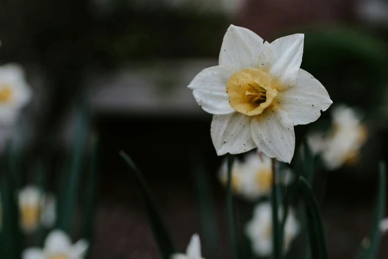 an up - close s of white and yellow flowers