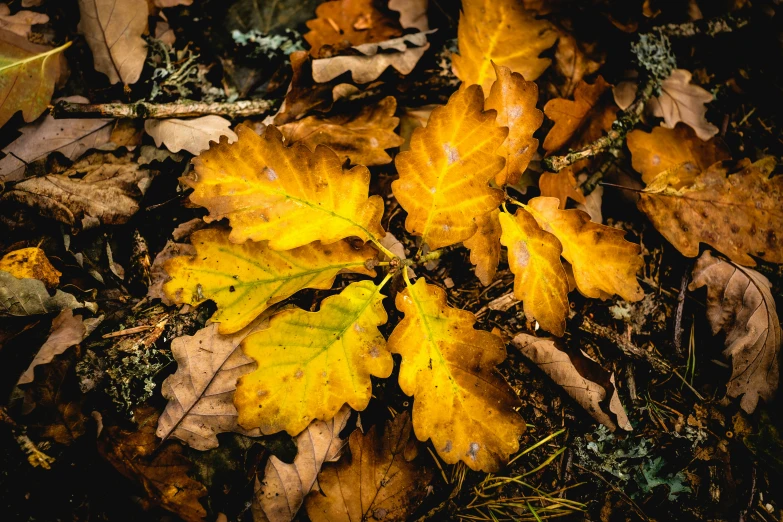several yellow leaves laying on the ground