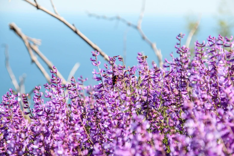 a bush with purple flowers near the water