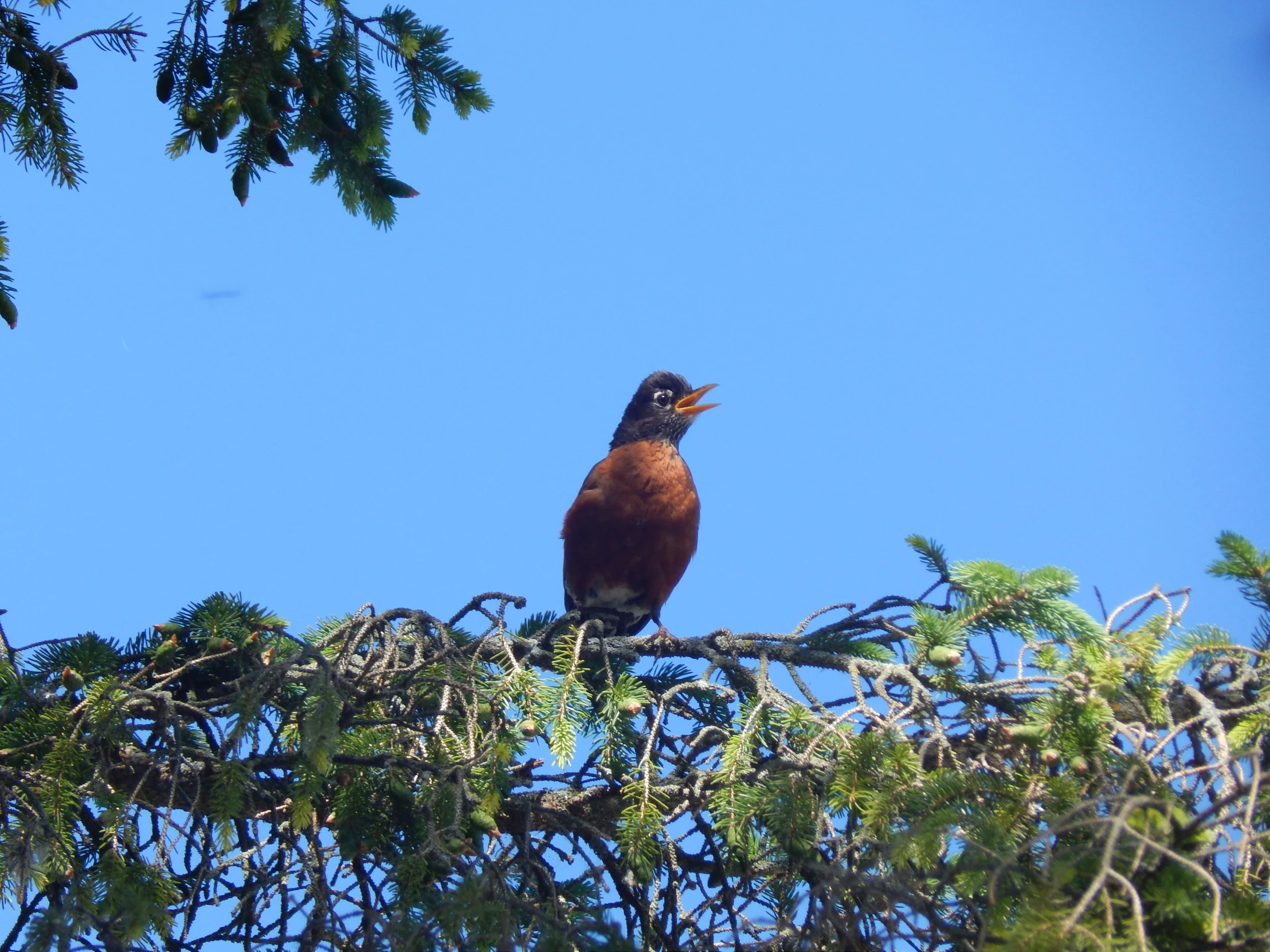 a bird is sitting on a nch outside