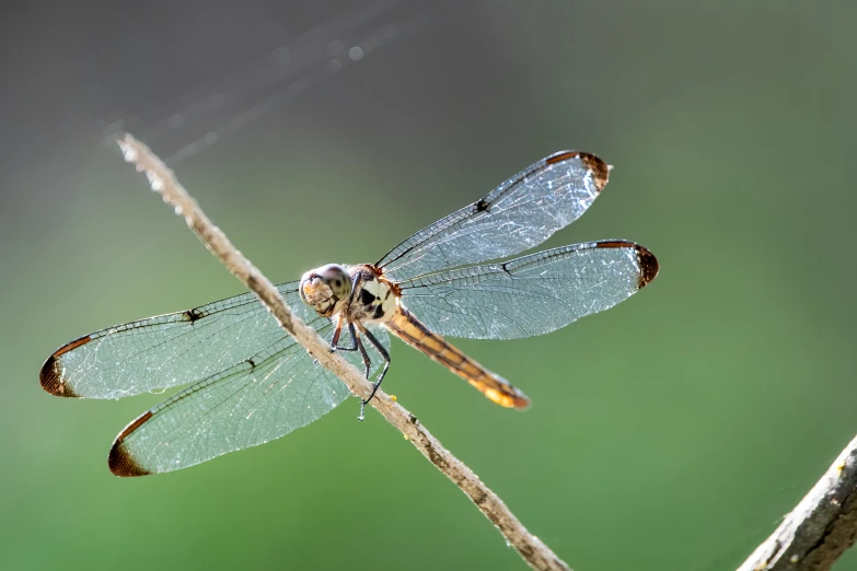 a close up of a large blue dragonfly on a twig