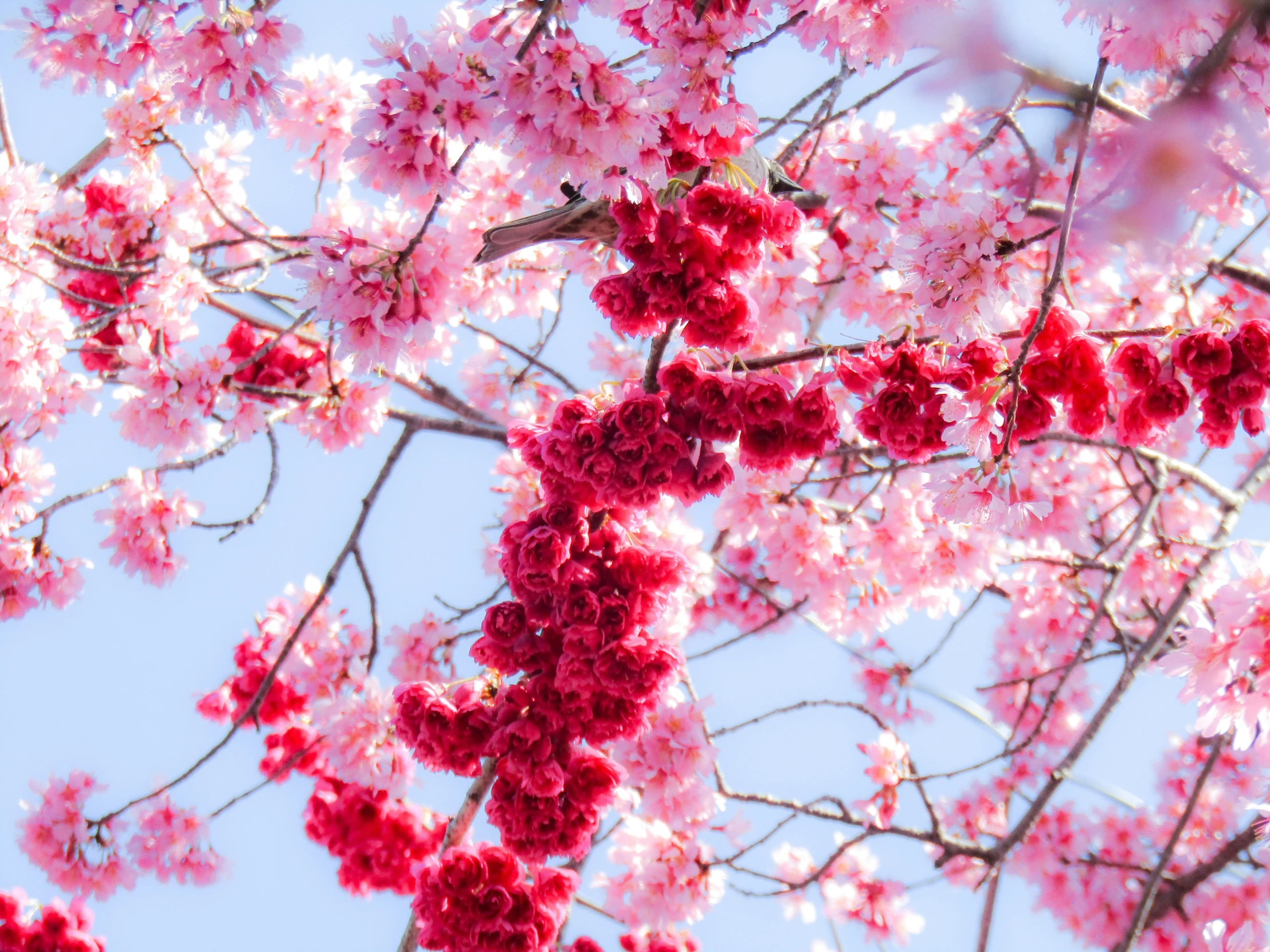 red flowers blooming on the nches of a tree