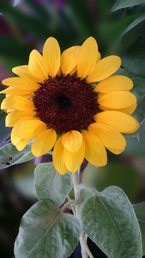 sunflower with brown center near green foliage
