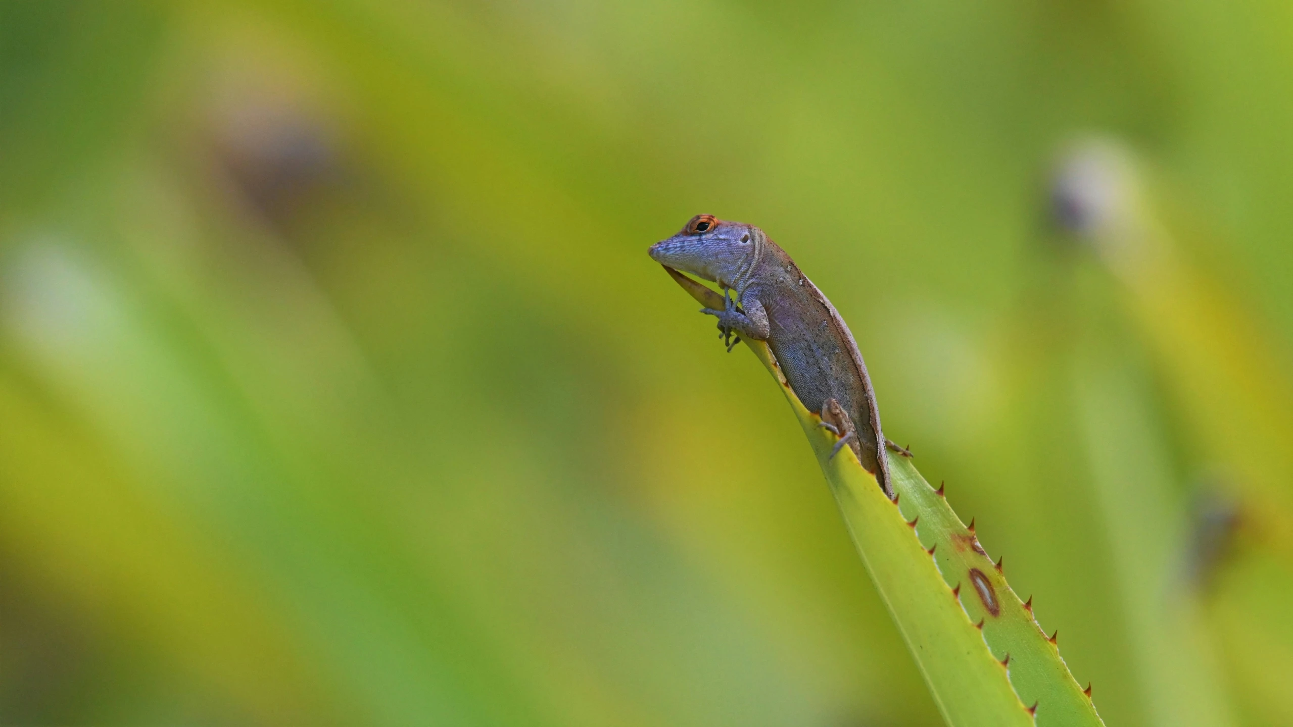 a small lizard sitting on top of a plant