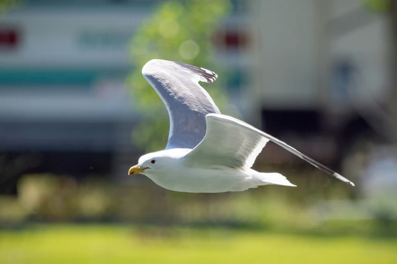 a white seagull flies in the sky over grass