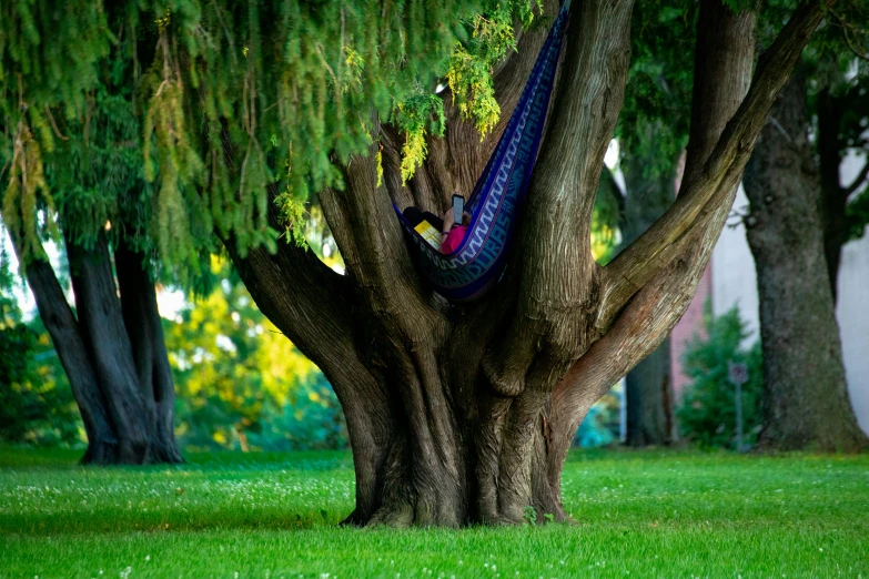 the hammock is in the tree with a chair on it