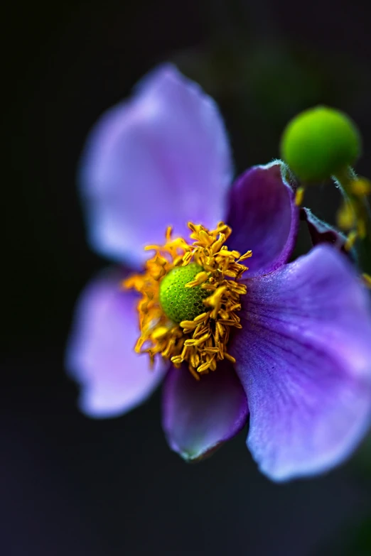 a purple flower is shown with yellow centers