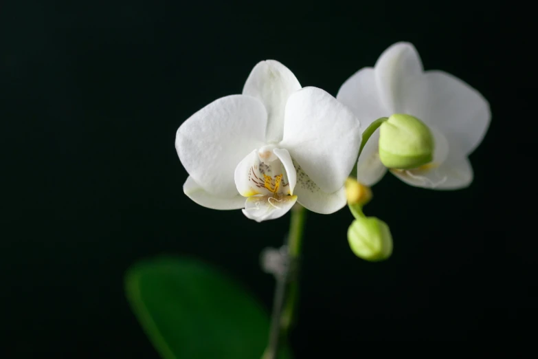 a single white orchid is in bloom